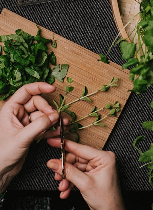 Schneiden von Oregano mit einer Schere