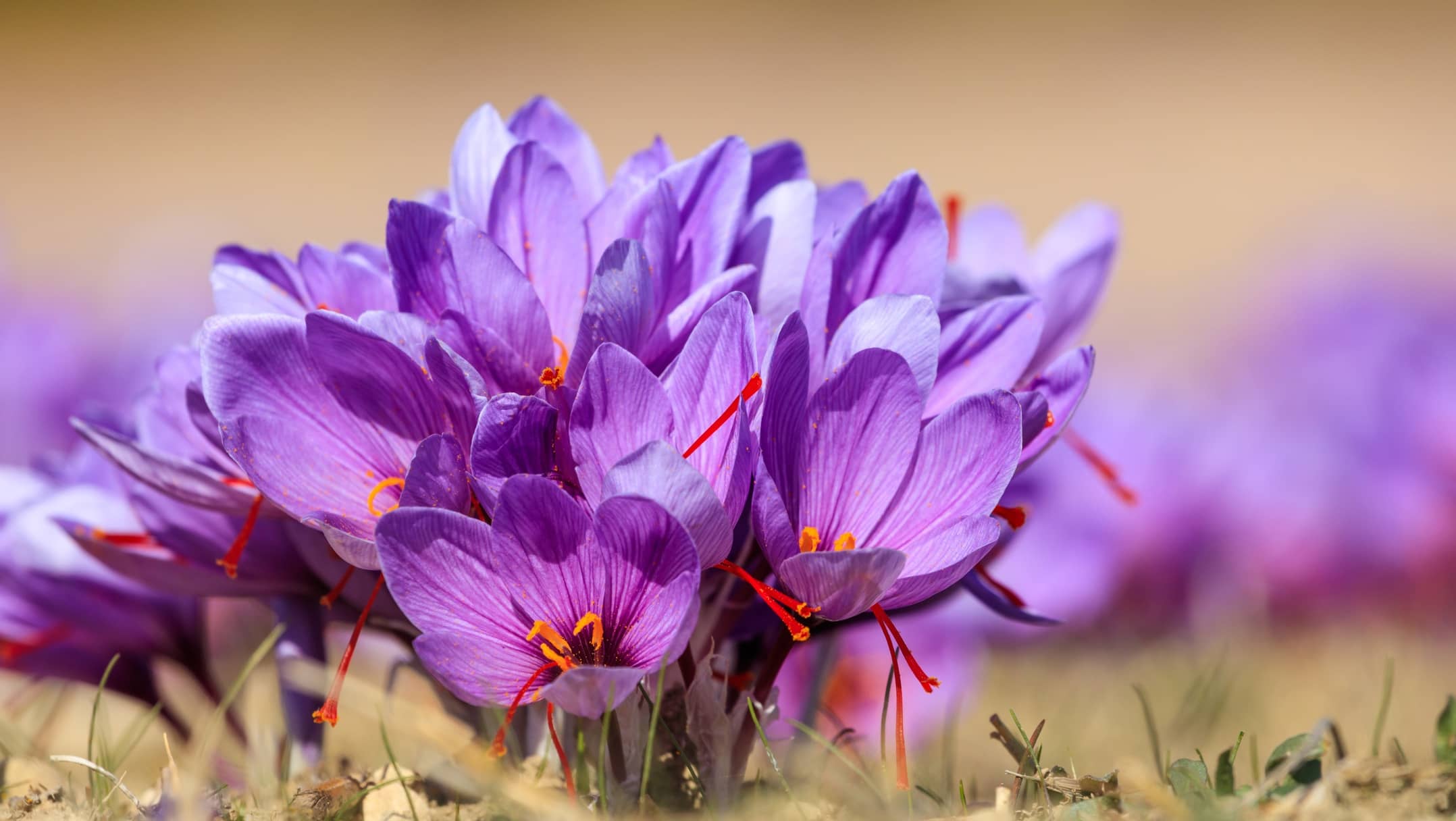 Safranblüten in der Natur