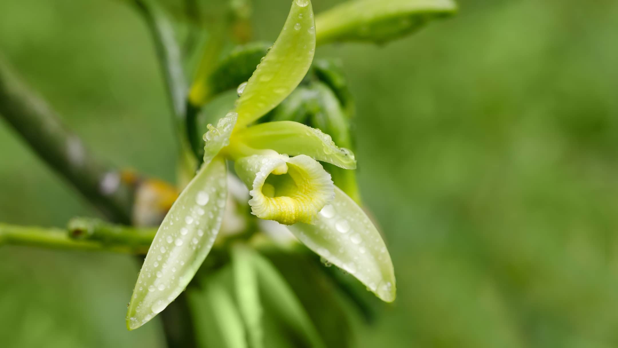 Vanilleblüte in der Natur