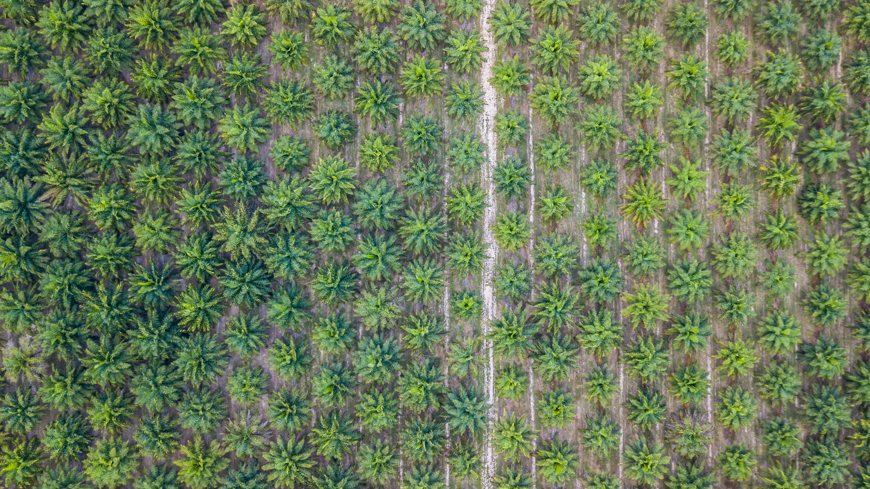 Palmoel Title